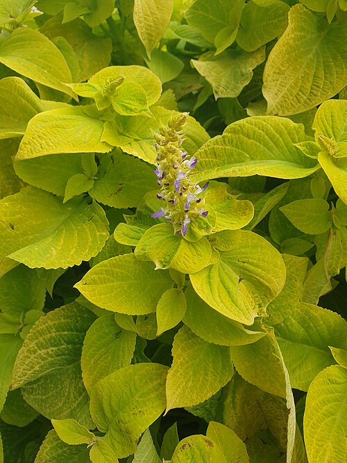 Coleus: Coleus scutellarioides питомник растений Любуж, Могилёв, Беларусь