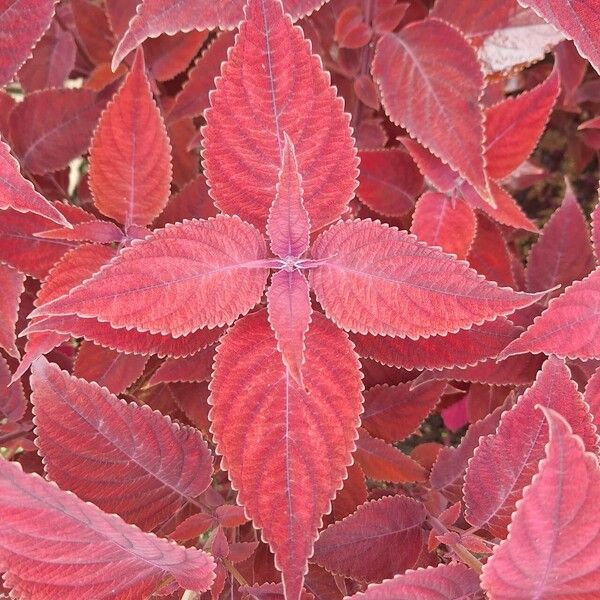 Coleus (Coleus scutellarioides)