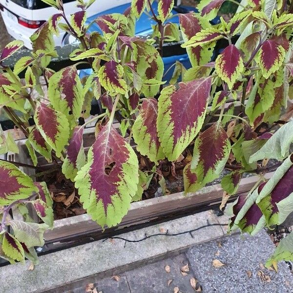 Coleus (Coleus scutellarioides)