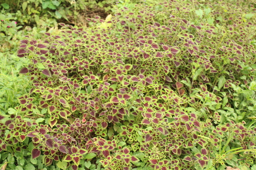 Coleus (Coleus scutellarioides)