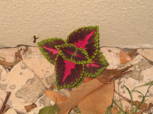 Coleus (Coleus scutellarioides)