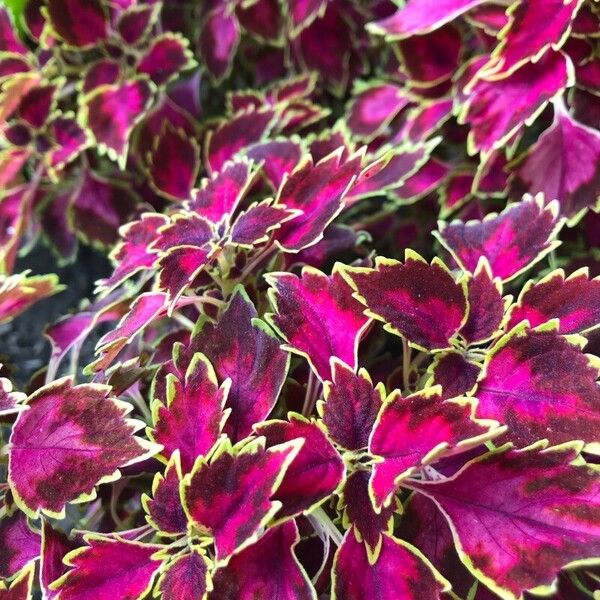 Coleus (Coleus scutellarioides)