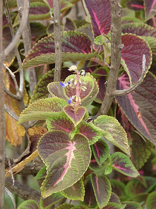 Coleus: Solenostemon scutellarioides (leaves and flowers). Location: Maui, Sun Yat Sen Park Keokea