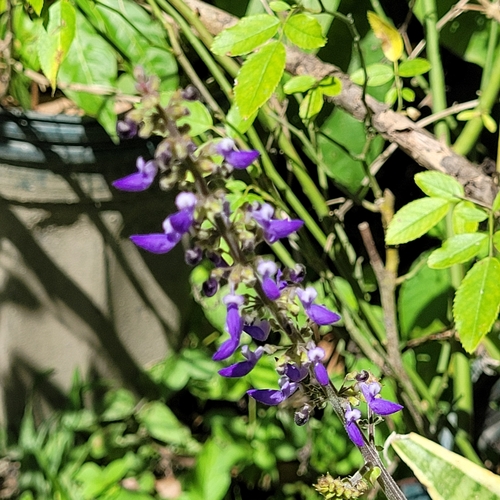 Coleus (Coleus scutellarioides)