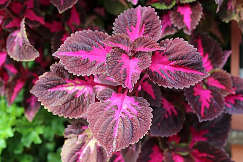 Coleus: Blätter der Buntnessel (Coleus scutellarioides). Die Buntnessel ist eine ursprünglich tropische Pflanze. Sie ist vorwiegend durch ihr farbenprächtiges Laubwerk