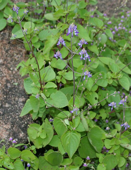 Coleus strobilifer: Kapurli Anisochilus carnosus in Hyderabad , India .