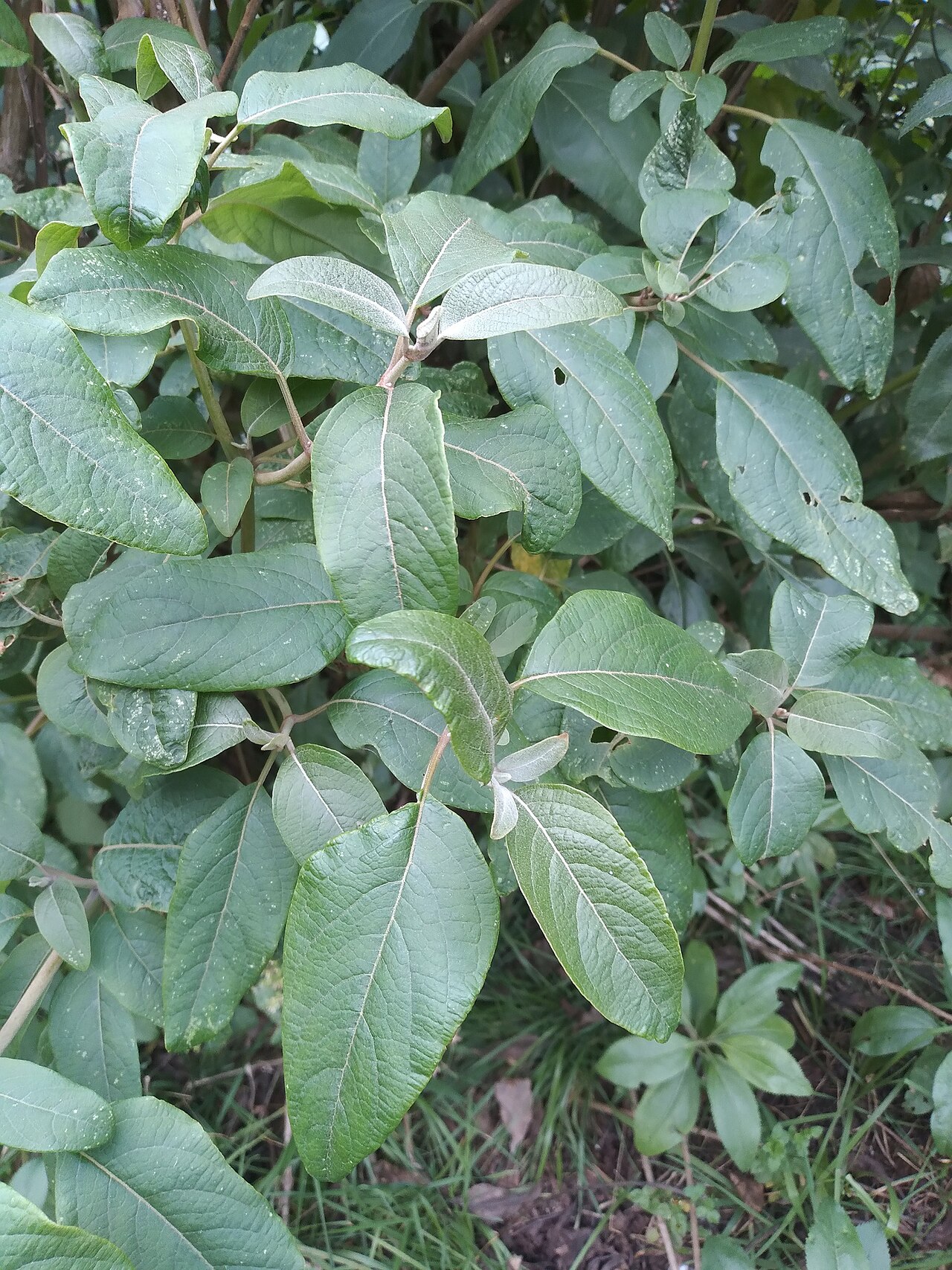 Colignonia glomerata: Colignonia glomerata in Bolivia