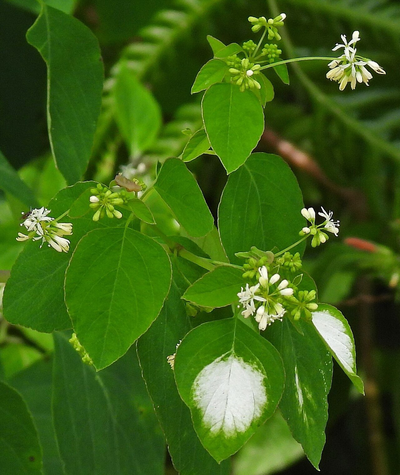 Colignonia glomerata: Colignonia glomerata in Argentina