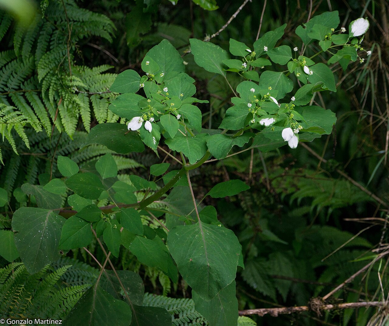 Colignonia glomerata: Colignonia glomerata in Argentina