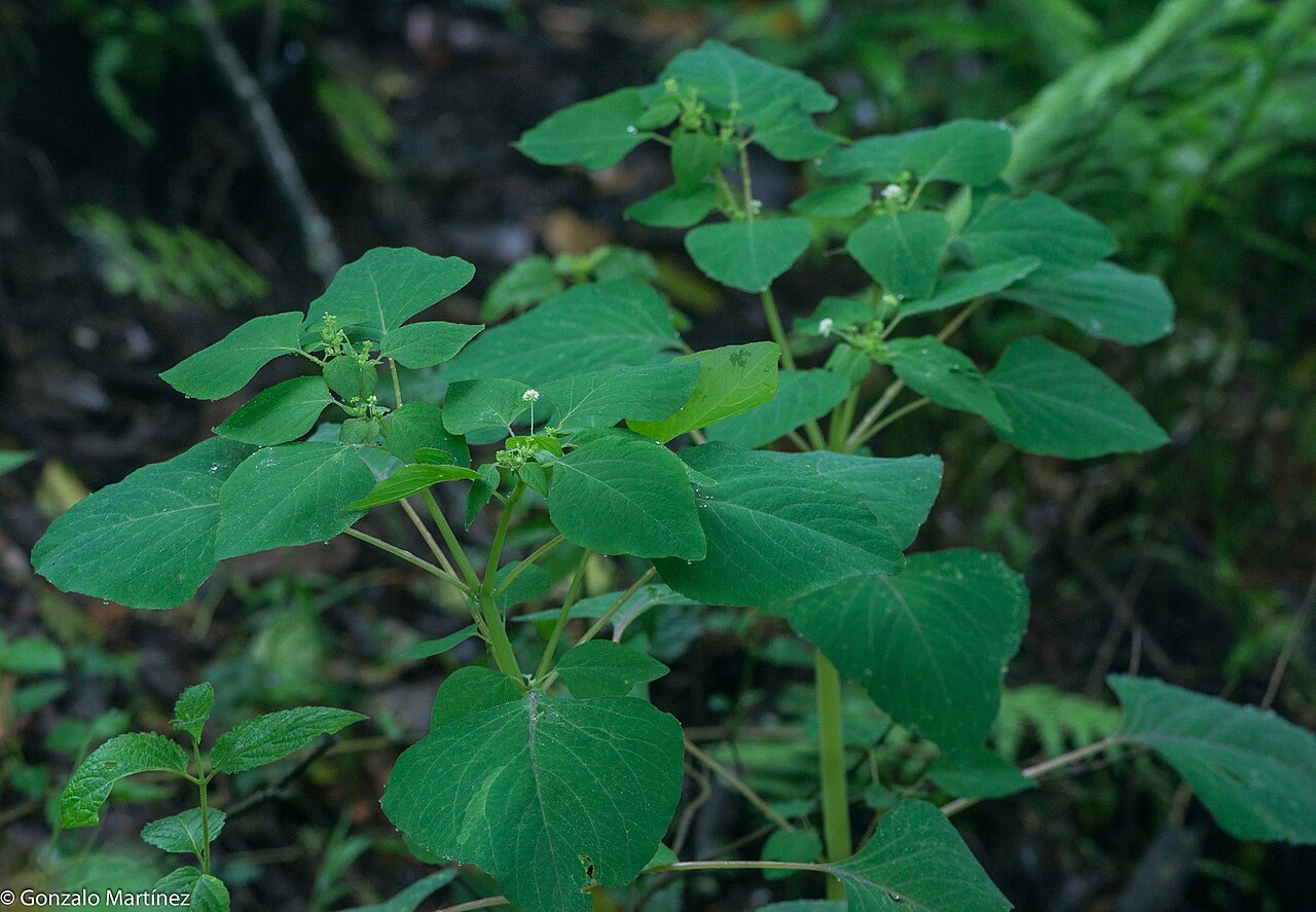 Colignonia glomerata: Colignonia glomerata in Argentina
