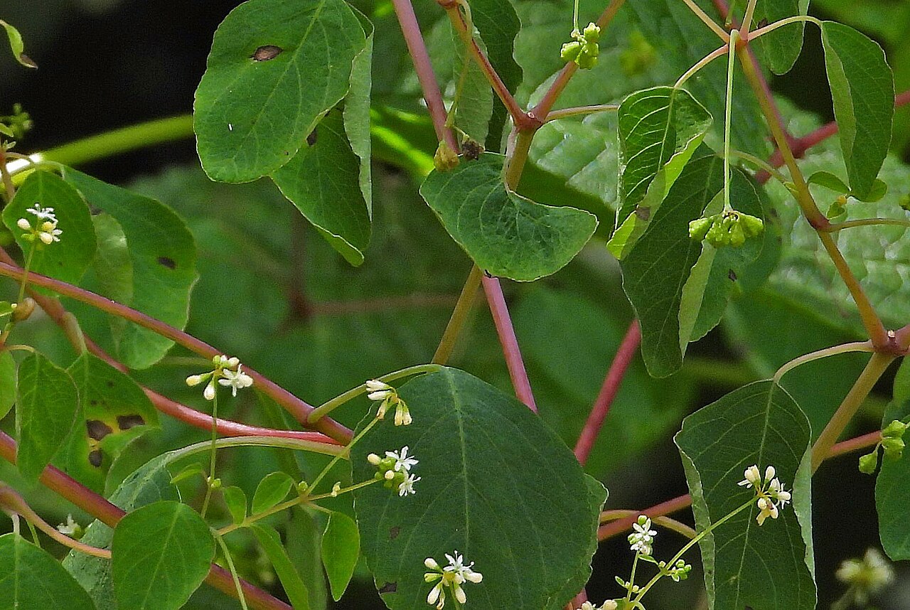 Colignonia glomerata: Colignonia glomerata in Argentina