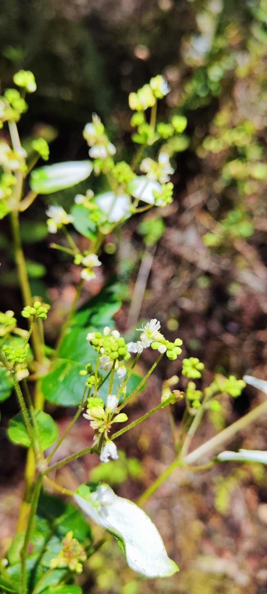 Colignonia parviflora: Colignonia parviflora