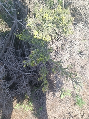 Colletia hystrix (Colletia hystrix)