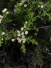 Colletia hystrix (Colletia hystrix)