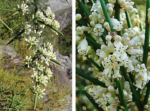Colletia hystrix: An unfriendly shrub known as Crucifixion Thorn, or locally as Crucero. In context at www.dixpix.ca/sth_cordillera/flora/buckthorn/index.html