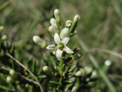 Colletia hystrix (Colletia hystrix)