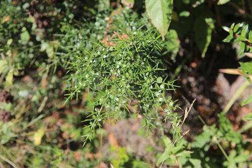 Colletia hystrix (Colletia hystrix)