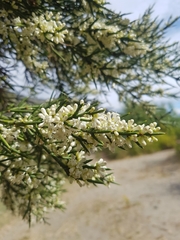 Colletia hystrix (Colletia hystrix)