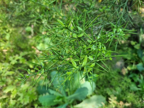 Colletia hystrix (Colletia hystrix)