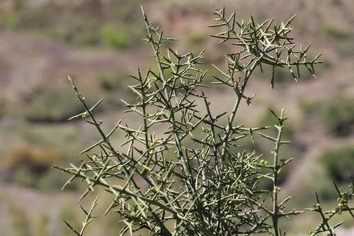 Colletia hystrix (Colletia hystrix)