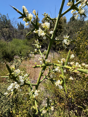 Colletia hystrix (Colletia hystrix)