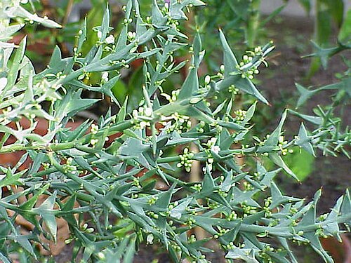 Anchor plant: Species : Colletia cruciata Family : Rhamnaceae Image No. 8