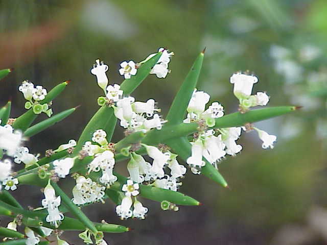 Anchor plant: Species : Colletia paradoxa Family : Rhamnaceae Image No. 1