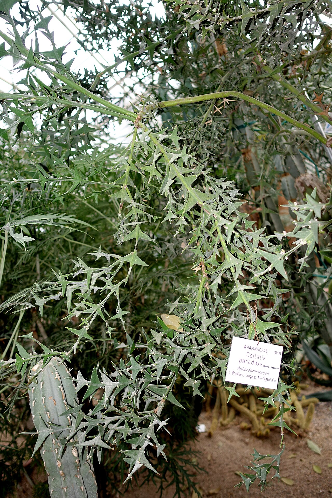 Anchor plant: Botanical specimen in the Botanischer Garten - Heidelberg, Germany.