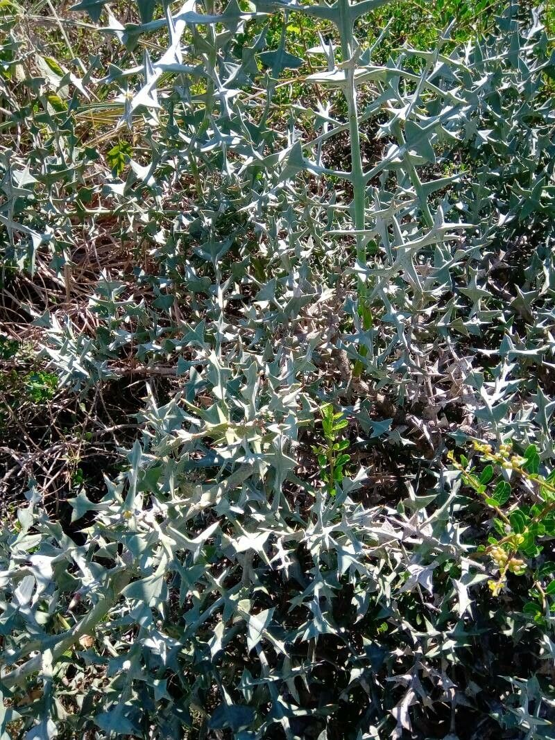 Anchor plant (Colletia paradoxa)