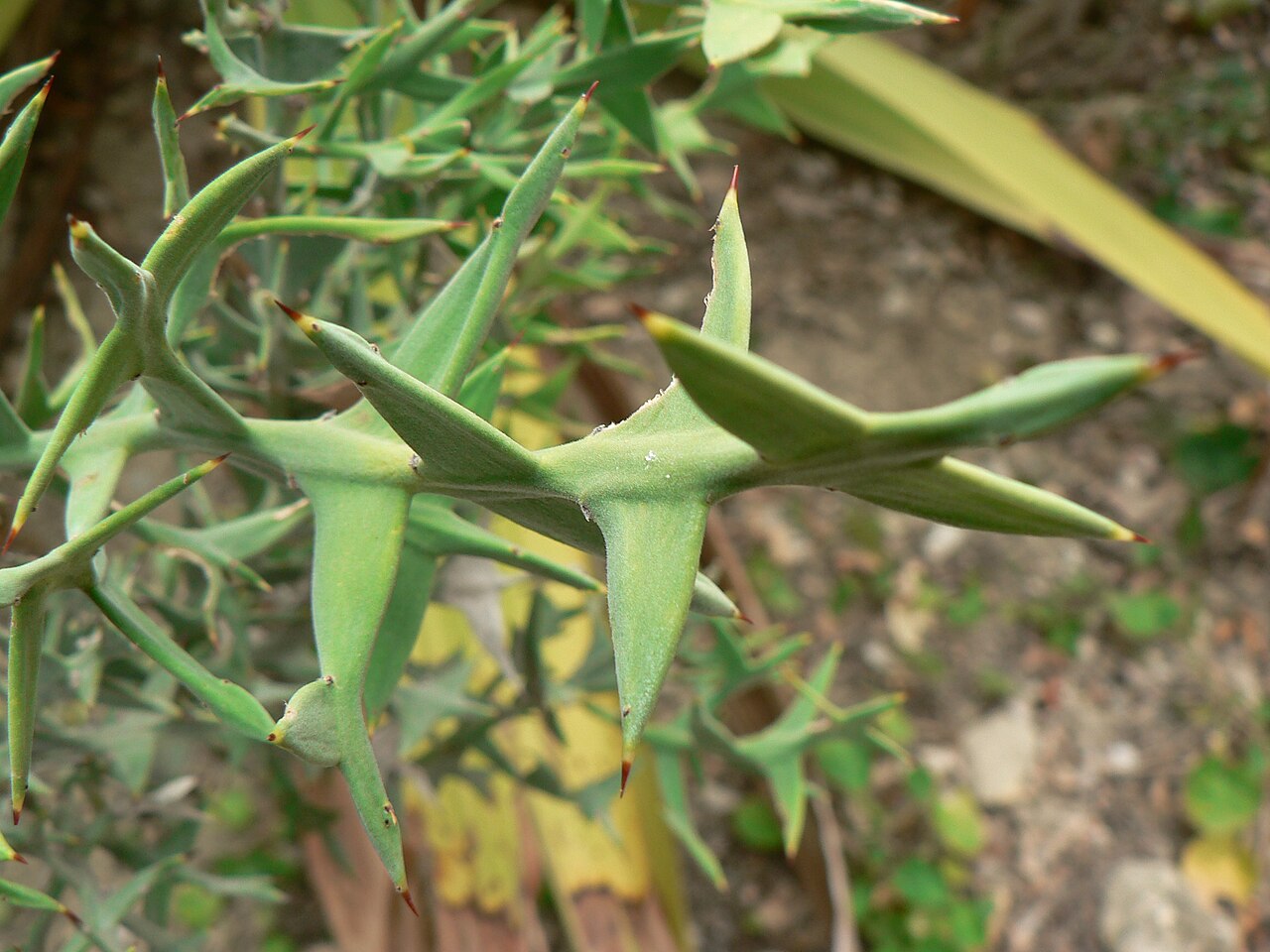 Anchor plant: Colletia paradoxa , Botanical Garden Hanbury at Ventimiglia, Italy