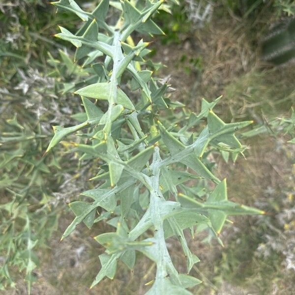 Anchor plant (Colletia paradoxa)