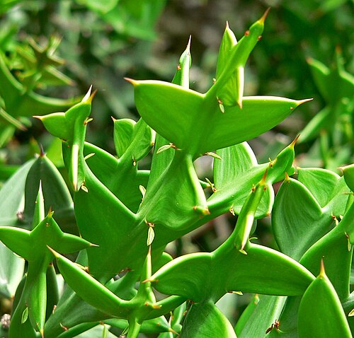 Anchor plant: Photo of Colletia cruciata at the San Francisco Botanical Garden