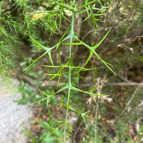 Anchor plant (Colletia paradoxa)
