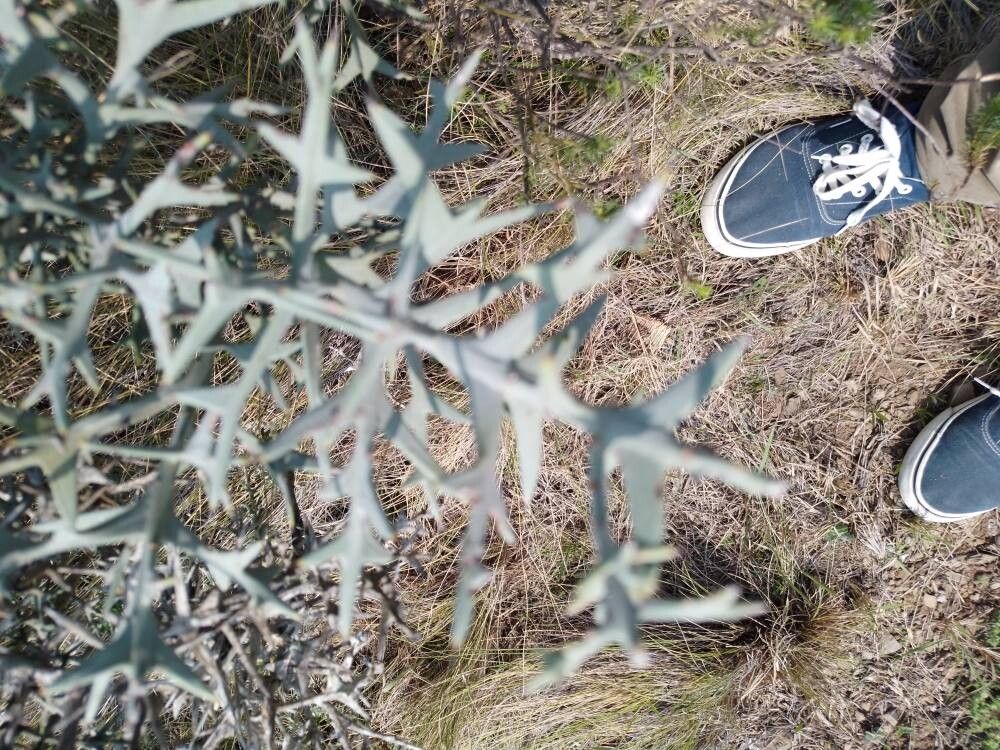 Anchor plant (Colletia paradoxa)