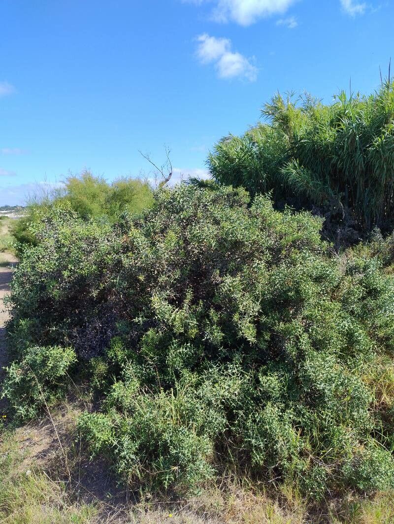 Anchor plant (Colletia paradoxa)
