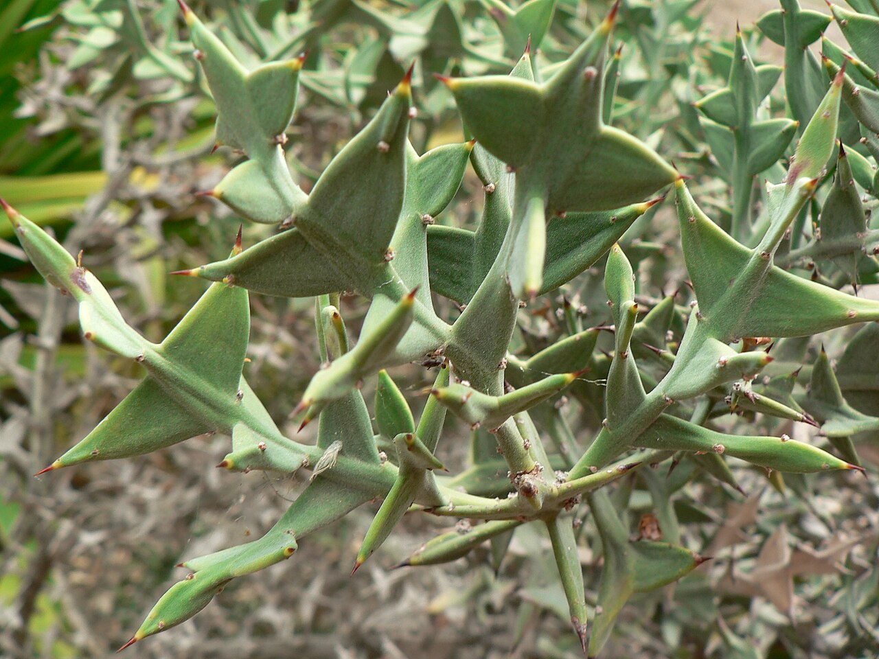 Anchor plant: Colletia paradoxa , Botanical Garden Hanbury at Ventimiglia, Italy