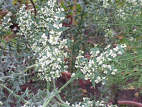 Anchor plant: Species : Colletia cruciata Family : Rhamnaceae Image No. 6