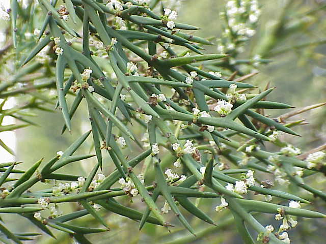 Rosea: Species : Colletia atrox Family : Rhamnaceae Image No. 2