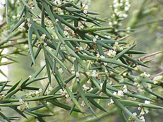 Rosea: Species : Colletia atrox Family : Rhamnaceae Image No. 2