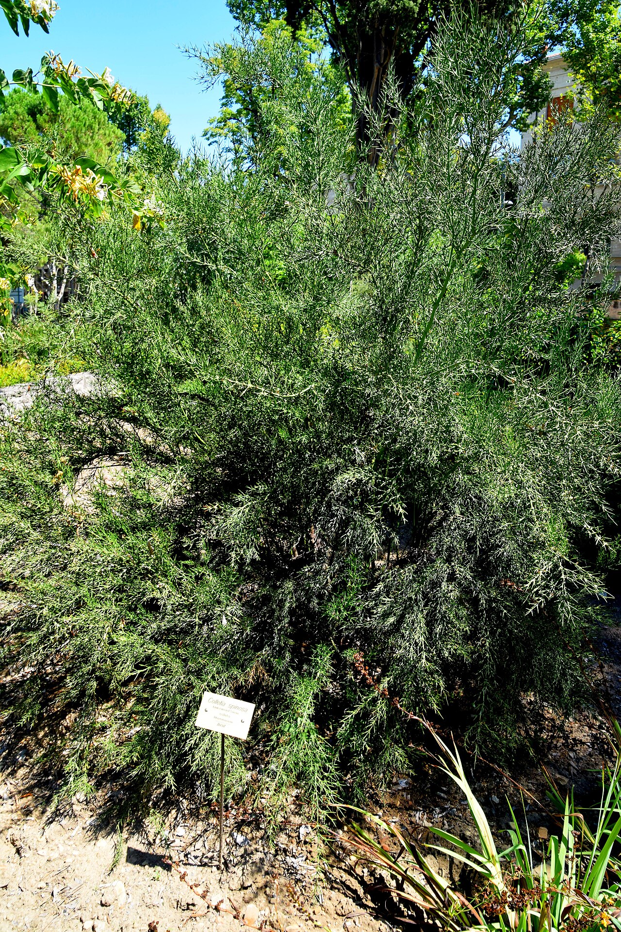 Rosea: Colletia spinosissima in Jardin des plantes de Montpellier