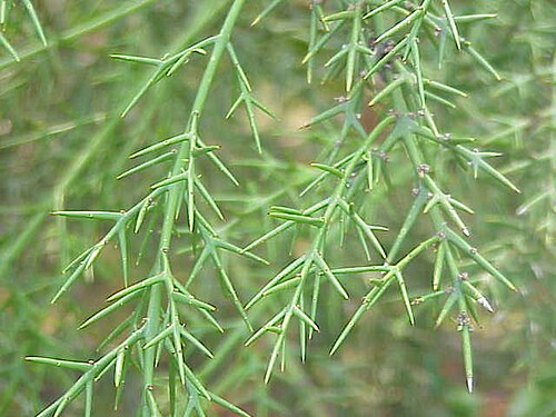 Rosea (Colletia spinosissima)