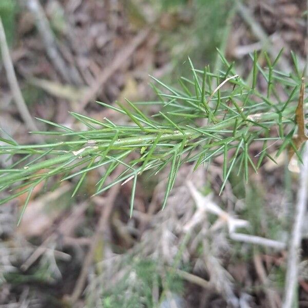 Rosea (Colletia spinosissima)
