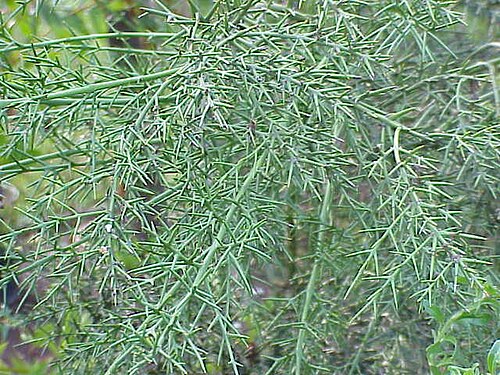 Rosea (Colletia spinosissima)