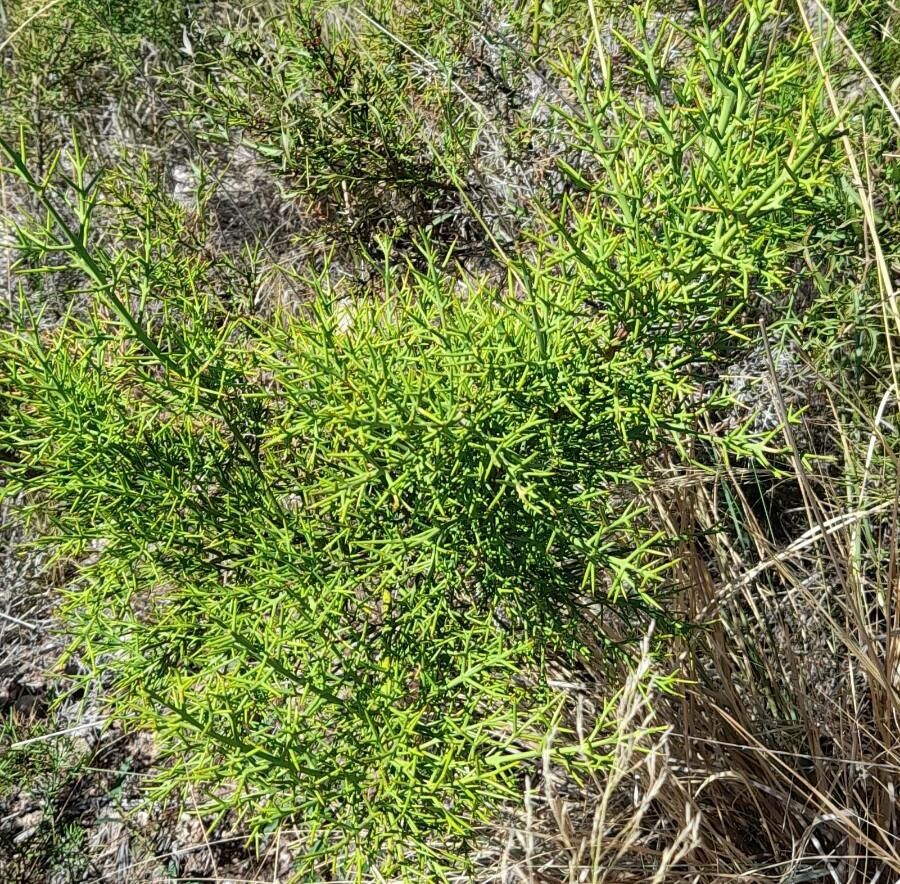 Rosea (Colletia spinosissima)