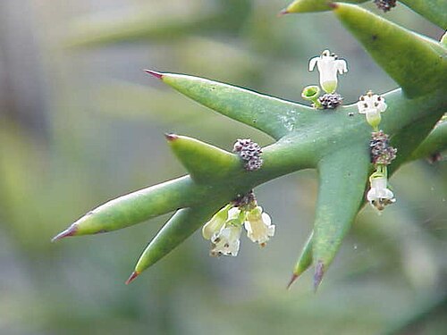 Rosea: Species : Colletia atrox Family : Rhamnaceae Image No. 1