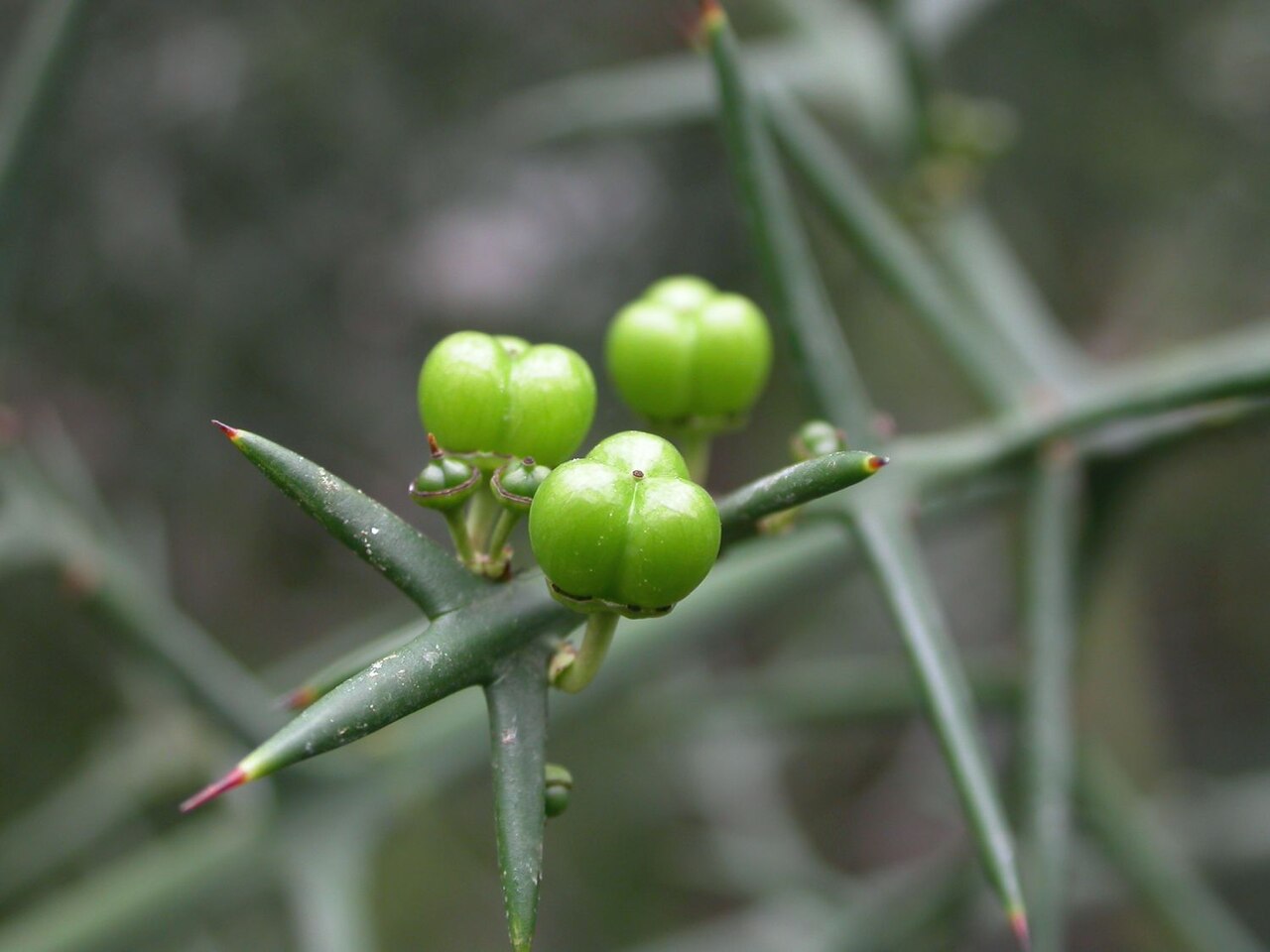 Rosea: Branch of Colletia spinosissima with unripen fruits. Glasshouse in Botanical garden of Charles University, Prague