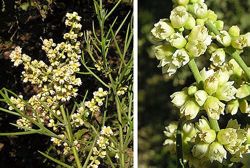 Rosea: This thornbush is cursed under several names, such as Junco Minero and Barba de Tigre. In context at www.dixpix.ca/sth_cordillera/flora/buckthorn/index.html