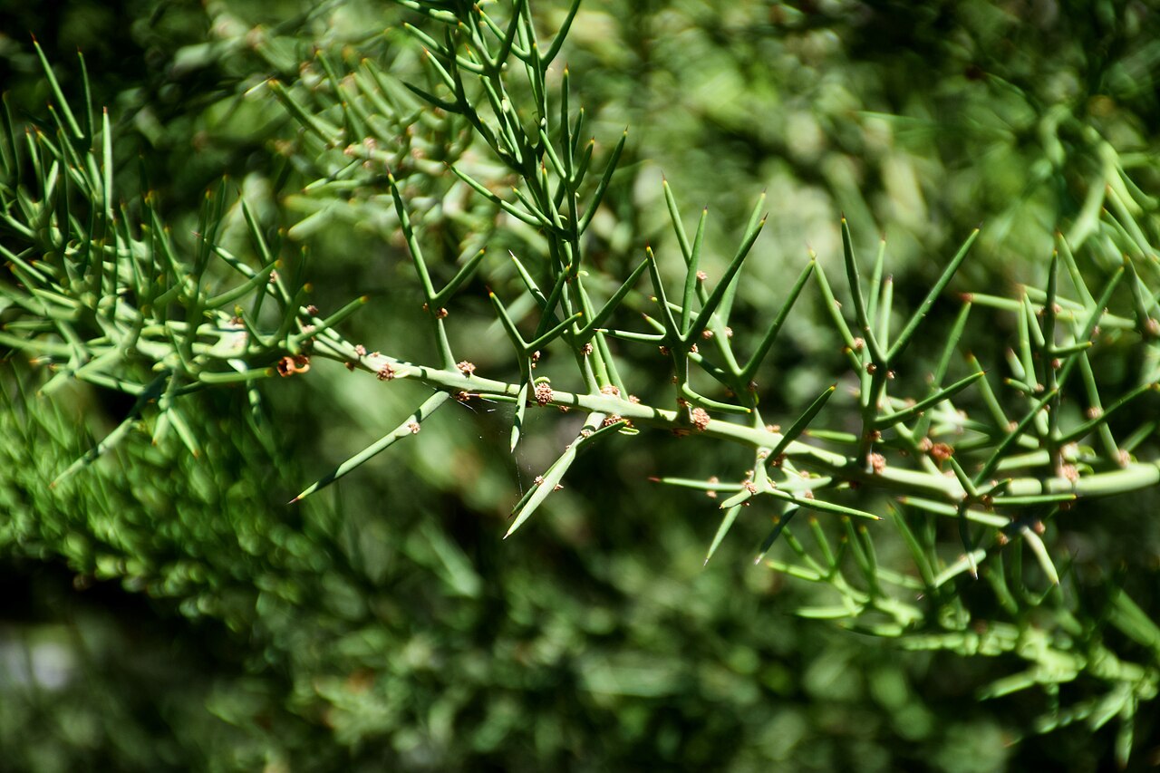 Rosea: Colletia spinosissima in Jardin des plantes de Montpellier
