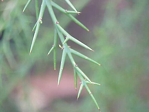 Rosea (Colletia spinosissima)