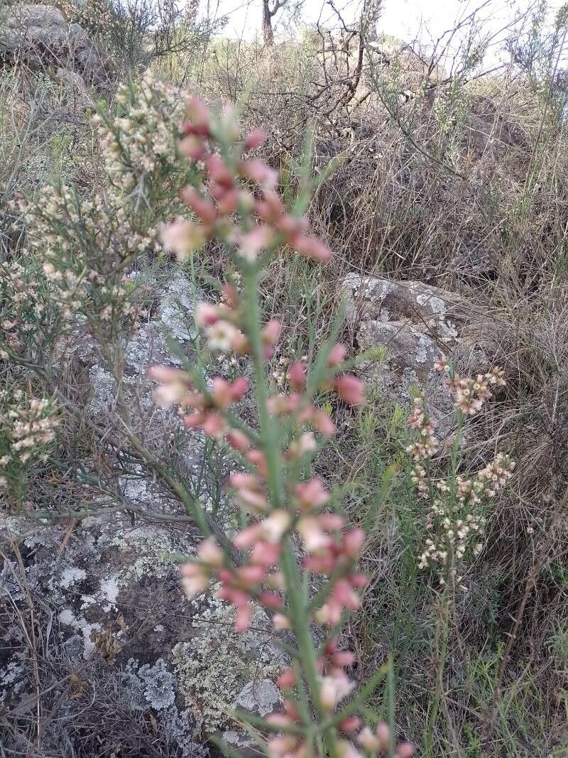 Rosea (Colletia spinosissima)